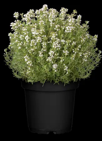 Thymus vulgaris 'Fragrantissimus' - P9 - image 3