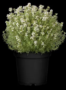 Thymus vulgaris 'Fragrantissimus' - P9 - image 3