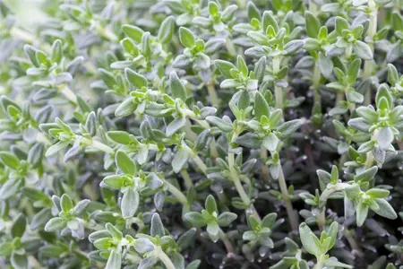 Thymus vulgaris 'Fragrantissimus' - P9 - image 4