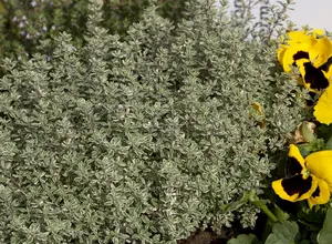 Thymus vulgaris 'Fragrantissimus'