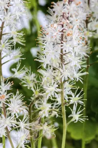 Tiarella cordifolia