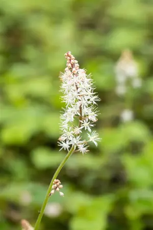 Tiarella cordifolia - 2 Ltr pot - image 4