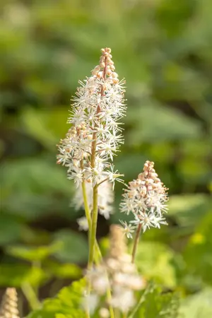 Tiarella cordifolia - 1.5 Ltr pot - image 5