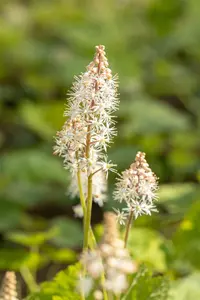 Tiarella cordifolia - 1.5 Ltr pot - image 5