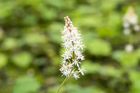 Tiarella cordifolia - 2 Ltr pot - image 5