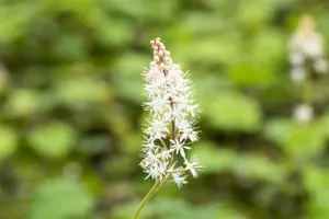 Tiarella cordifolia - 2 Ltr pot - image 5