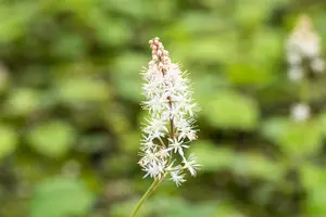 Tiarella cordifolia - P11 - image 5