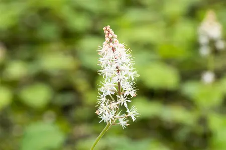 Tiarella cordifolia - 5 Ltr pot - image 5
