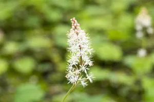 Tiarella cordifolia - 1.5 Ltr pot - image 3