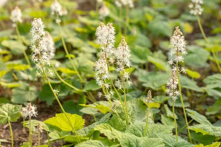 Tiarella cordifolia - 1.5 Ltr pot - image 4