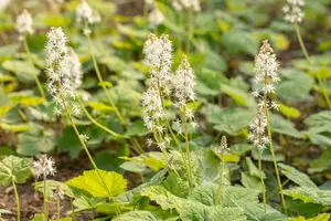 Tiarella cordifolia - 1.5 Ltr pot - image 4