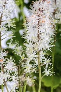 Tiarella 'Iron Butterflies' - P9 - image 2