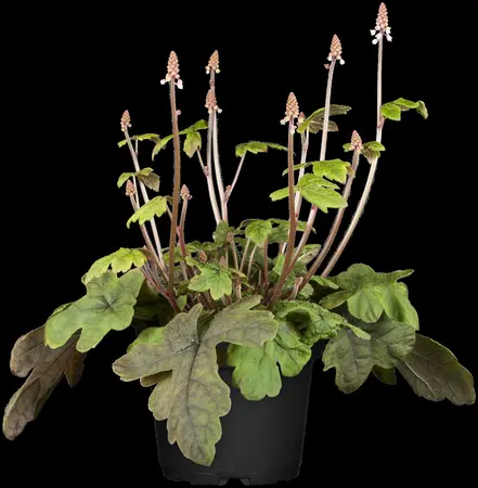 Tiarella 'Iron Butterflies' - P9 - image 3