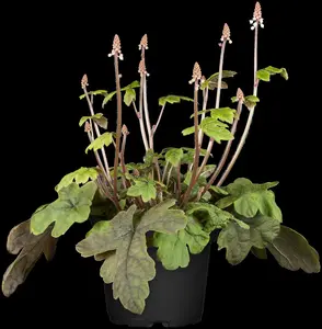 Tiarella 'Iron Butterflies' - P9 - image 3