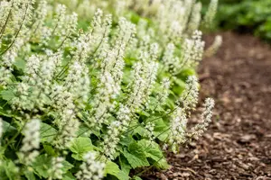 Tiarella 'Iron Butterflies' - P9 - image 4
