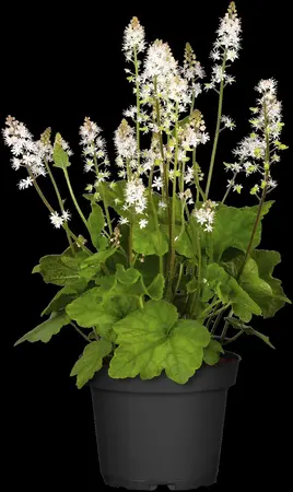 Tiarella 'Iron Butterflies' - P9 - image 1