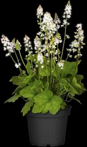 Tiarella 'Iron Butterflies'