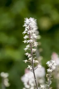 Tiarella 'Spring Symphony' - P9 - image 5
