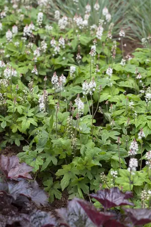 Tiarella 'Spring Symphony' - 2 Ltr pot - image 1