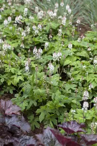 Tiarella 'Spring Symphony' - 2 Ltr pot - image 1
