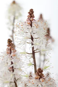 Tiarella 'Spring Symphony' - 2 Ltr pot - image 3