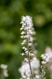 Tiarella 'Spring Symphony' - 2 Ltr pot - image 5