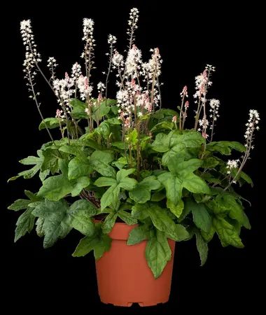 Tiarella 'Spring Symphony' - 2 Ltr pot - image 4