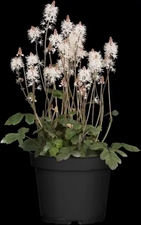 Tiarella 'Spring Symphony' - P9 - image 2