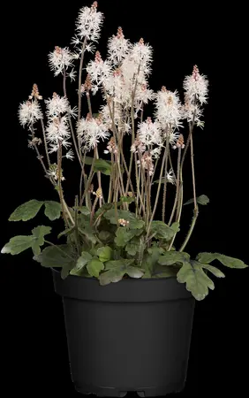 Tiarella 'Spring Symphony' - 2 Ltr pot - image 2