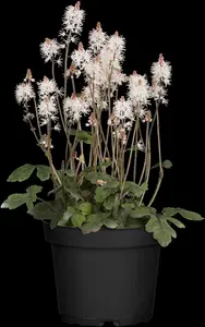 Tiarella 'Spring Symphony' - 2 Ltr pot - image 2