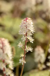 Tiarella wherryi - 1.5 Ltr pot - image 3