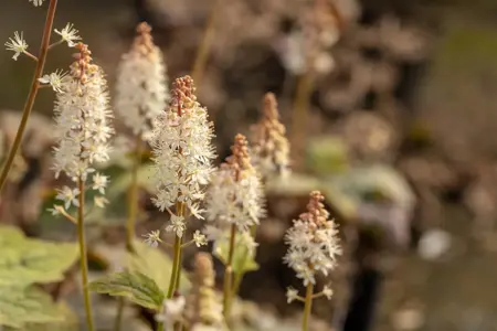 Tiarella wherryi - P9 - image 2