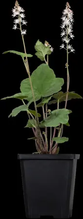 Tiarella wherryi - 2 Ltr pot - image 1