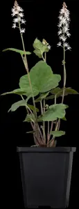 Tiarella wherryi