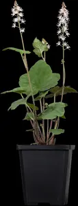 Tiarella wherryi - 1.5 Ltr pot - image 1