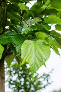 Tilia cordata - STDS 14-16 CM RB - image 2