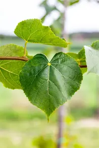 Tilia cordata - STEM 250 CM, GIRTH 40-45 CM ROOF TRAINED CONT - image 3