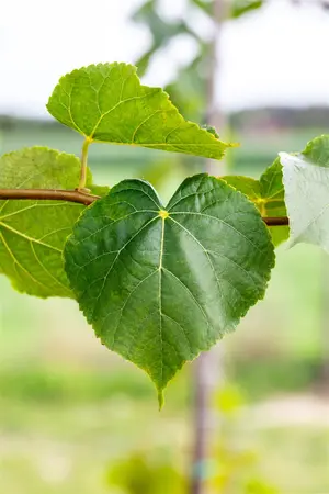 Tilia cordata - STD 25-30 CM C40 - image 2