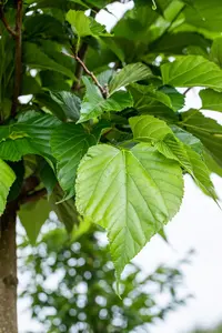 Tilia cordata - STD 45-50 CM RB - image 1