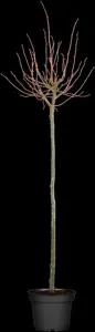 Tilia cordata