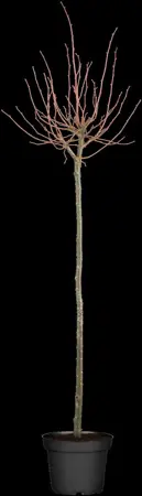 Tilia cordata - STDS 6-8 CM - image 1