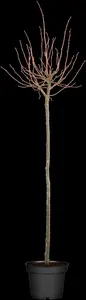 Tilia cordata - STD 20-25 CM CONT    - image 1