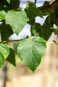 Tilia cordata 'B?hlje' - STDS 6-8 CM CONT - image 4