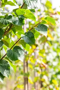 Tilia cordata 'B?hlje' - STD 25-30 CM RB - image 5