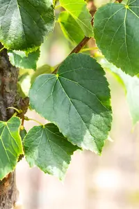 Tilia cordata 'B?hlje' - STD 8-10 CM CONT     - image 2