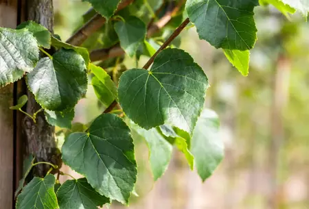 Tilia cordata 'B?hlje' - STDS 6-8 CM CONT - image 1