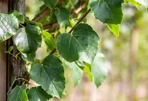 Tilia cordata 'B?hlje'