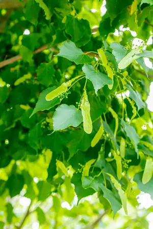 Tilia cordata 'Greenspire' - STEM 225 CM, GIRTH 20-25 CM RB - image 3