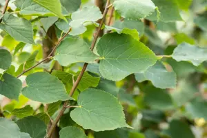 Tilia cordata 'Greenspire' - STDS 10-12 CM RB - image 1