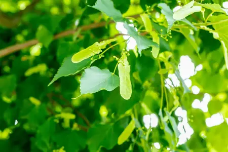 Tilia cordata 'Greenspire' - STDS 8-10 CM C20 - image 2
